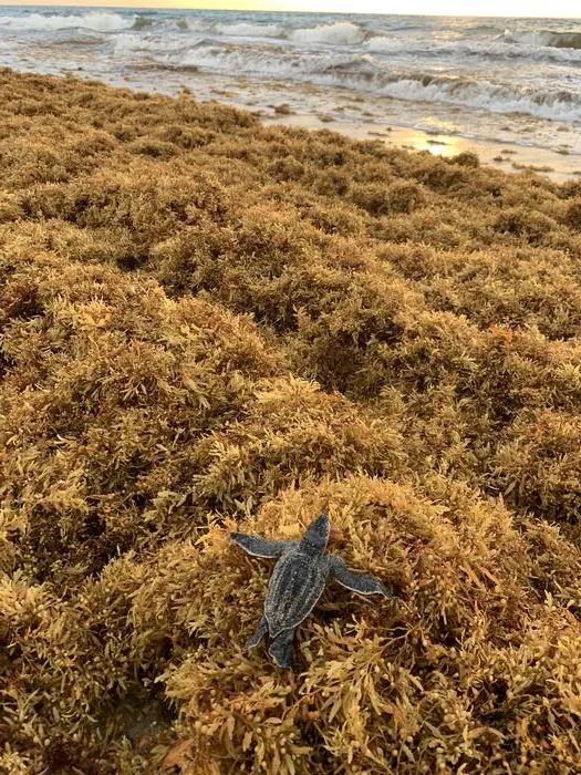 Leatherback Hatchling