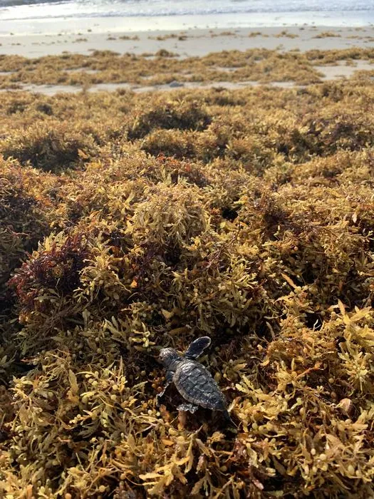 Loggerhead Hatchling