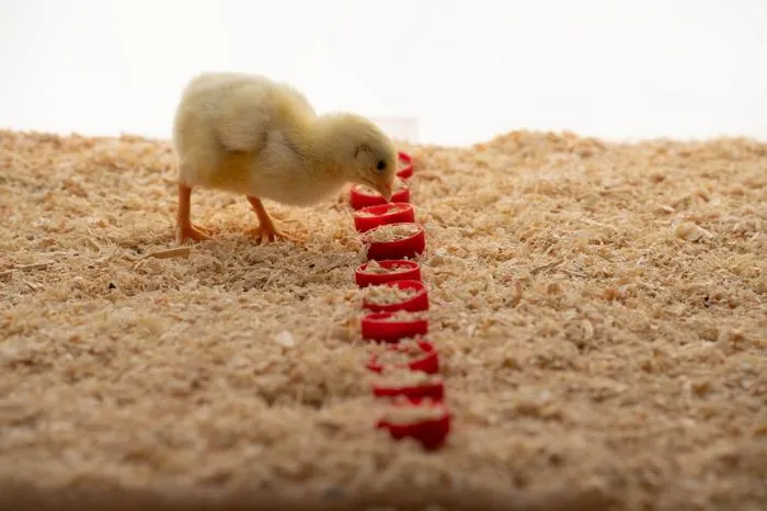 Chick locating food
