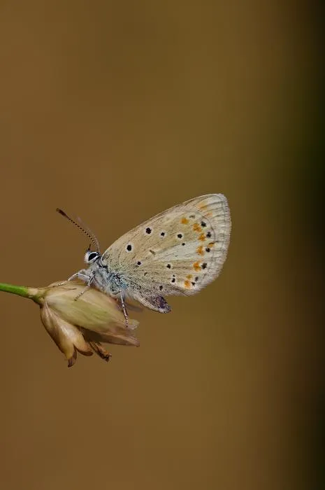 Polyommatus atlantica_1_Roger Vila