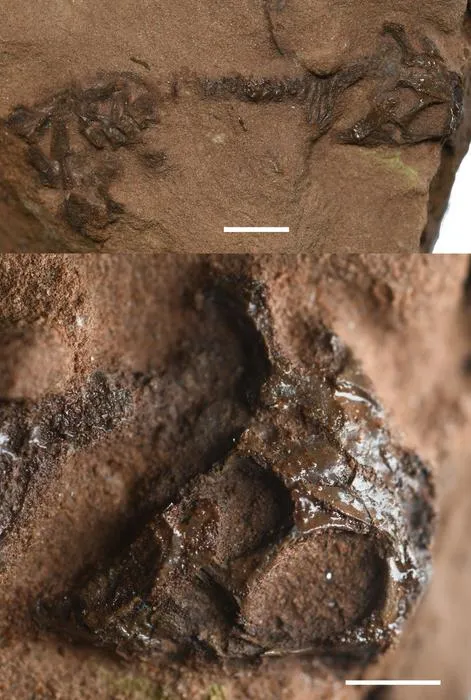 Fossil