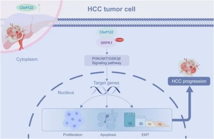 A proposed model explaining the biological function of C1orf122 in the progression of HCC.