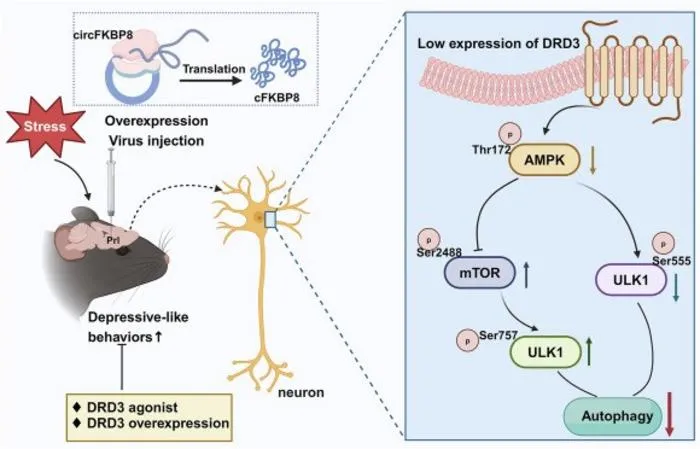 Schematic diagram of the mechanism by which circFKBP8(5S,6) and its encoded protein cFKBP8 promote CUMS susceptibility in mice.