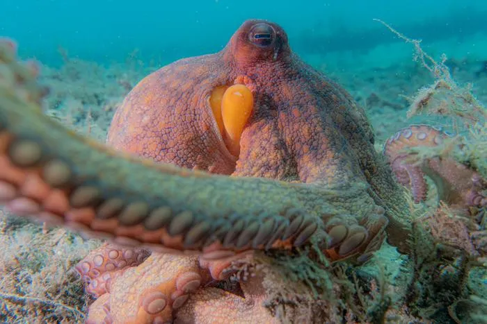 Common Octopus