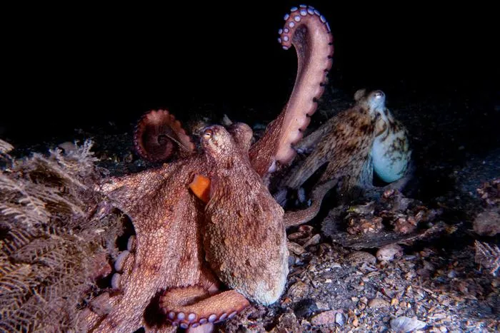 Octopus Raising Arm
