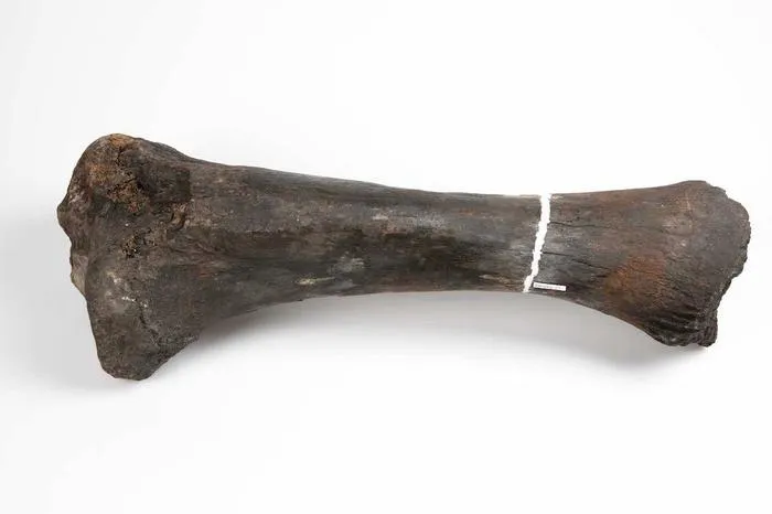 A Mastodon tibia