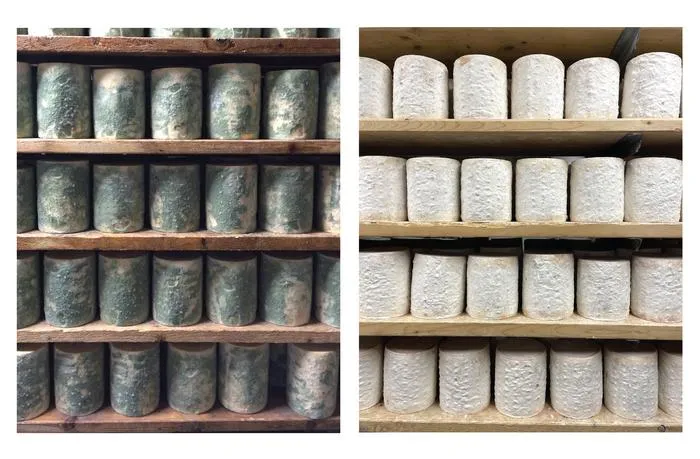 Mold on Bayley Hazen Blue cheese adapts to conditions in a cheese cave