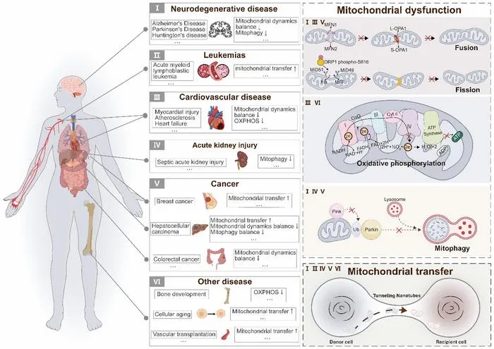 Figure 1. Dysfunctional mitochondria and diseases.