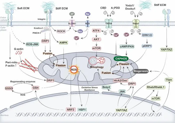 Figure 2. Integration of mechanotransduction pathways and mitochondrial dynamics and function.