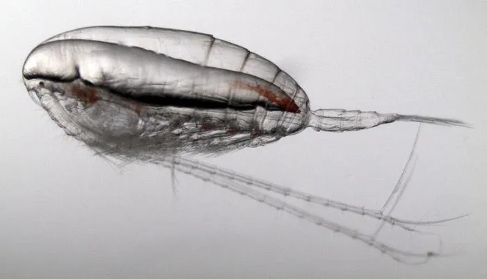 Calanus finmarchicus