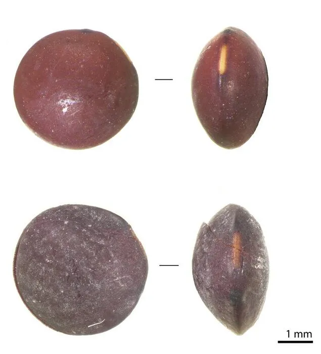 Archaeological lentils