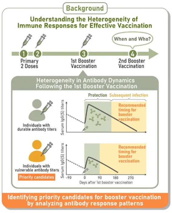Researchers tracked dynamics of COVID-19 antibody levels
