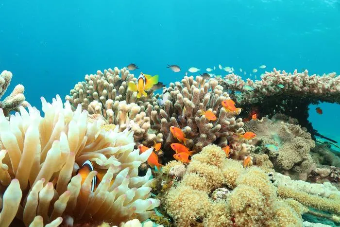Coral Reef