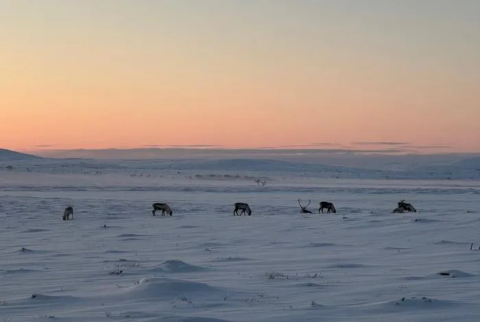 Reindeer grazing in winter