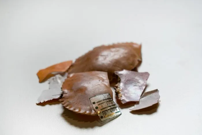 Turning seafood waste into sustainable wearable health sensors