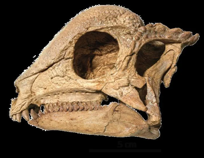 Zava skull