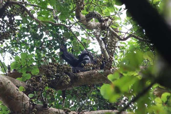 Chimpanzee eating fruit at Ngogo