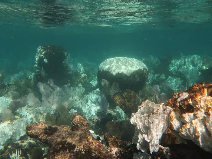 Widespread bleaching