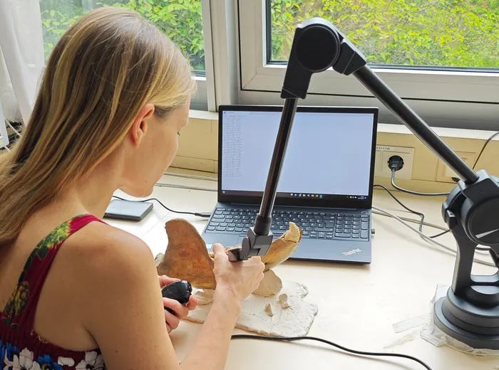 Measuring the bear's jaw with the Microscribe