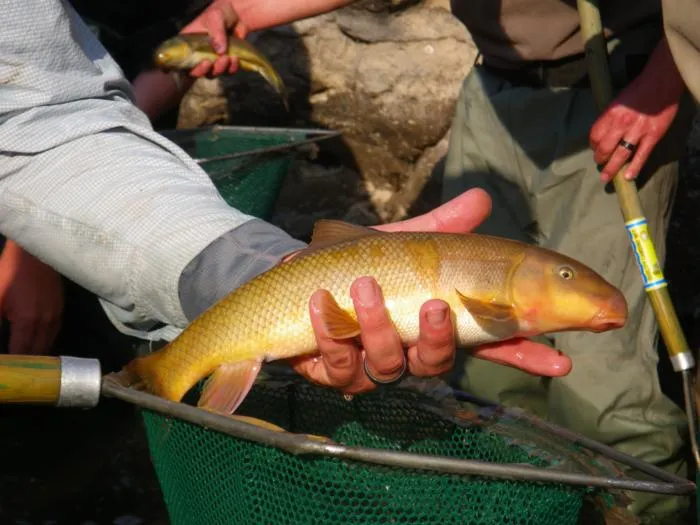 Desert fish
