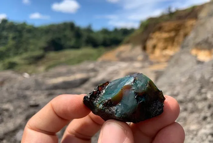 First Mesozoic amber deposit with preserved insects discovered in South America