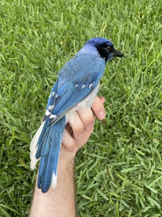The hybrid offspring of a blue jay and green jay