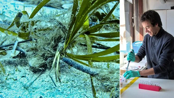 Transplanting Posidonia Oceanica