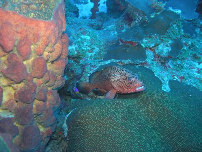 Red Hind Grouper