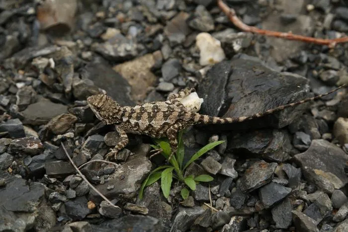 A female Diploderma bifluviale