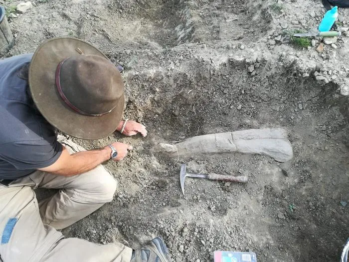 Exposing the femur of Camarillasaurus cirugedae