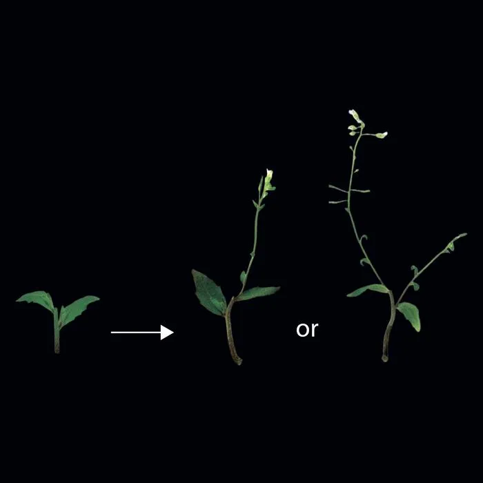 Local and systemic signalling controls which axillary buds grow.