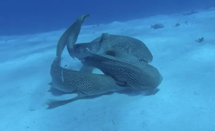 Three leopard sharks mating - cont