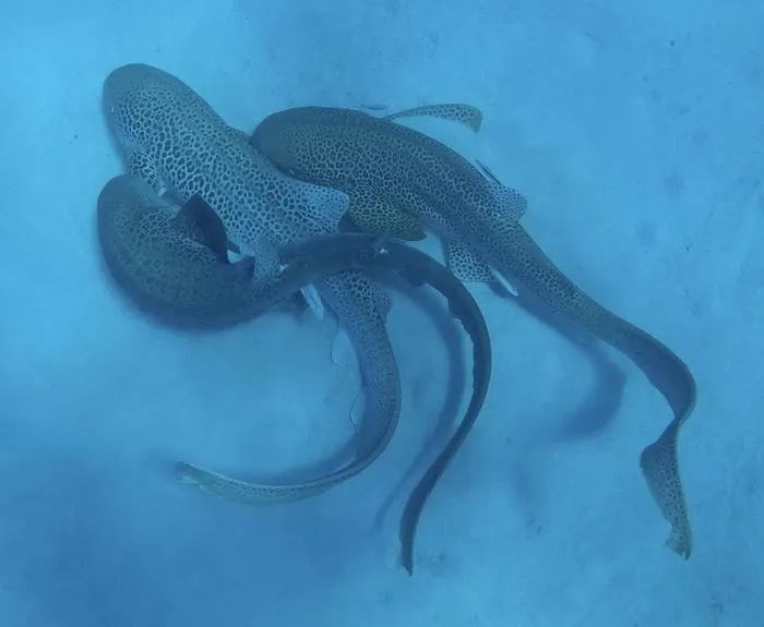 Three leopard sharks in rare mating sequence