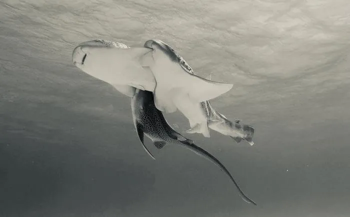 Three leopard sharks mating - near surface