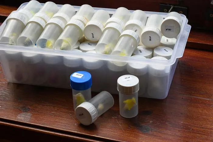 Tubes of flowers