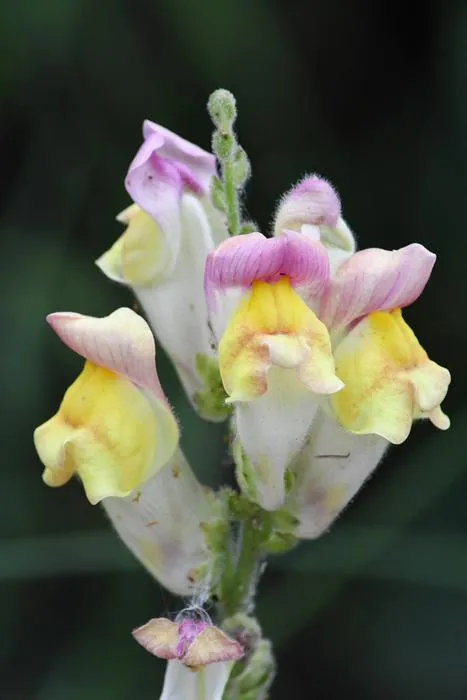 A hybrid snapdragon.