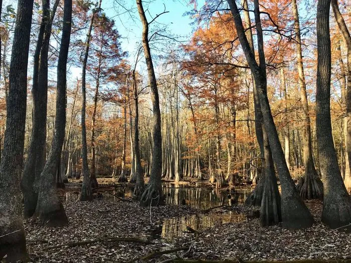Illinois Swamp