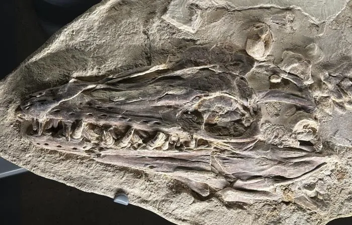 Platecarpus mosasaur skull from Dinosaur Hall