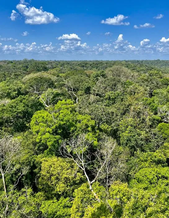View of the rainforest canopy