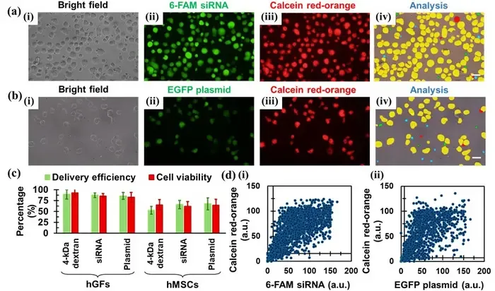 Figure 2: Intracellular delivery in human gingival fibroblasts (hGFs) using the 2D cell‑squeezing device.