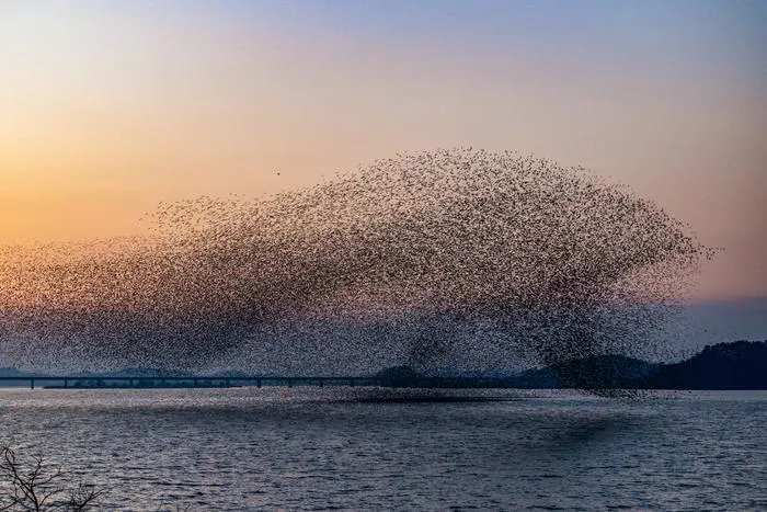 Figure 1. Example of collective motion, known as “flocking”, in nature. A murmuration of Baikal teal that resembles a dolphin, observed in South Korea