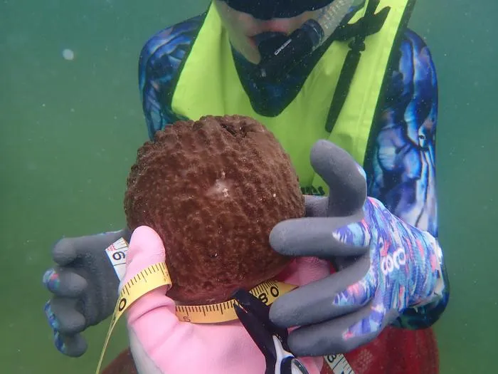 Sponge Restoration