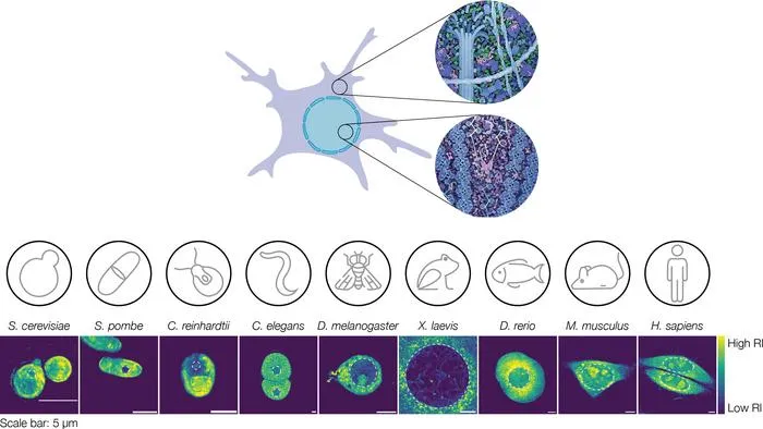 Nuclei from different organisms