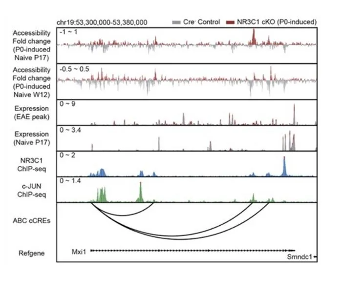 KAIST team links early life epigenetic memory to adult brain inflammation​