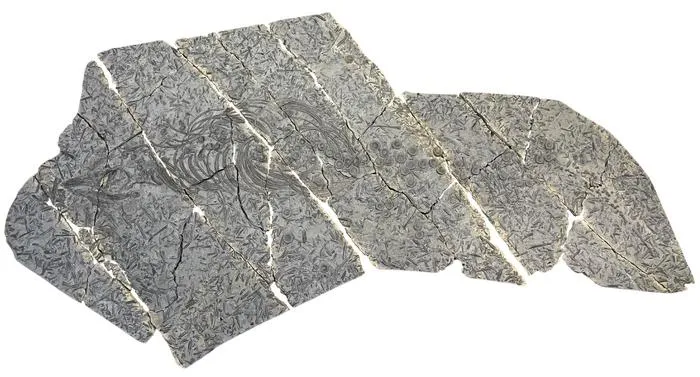 Eurhinosaurus mistelgauensis specimen from the Urwelt-Museum Oberfranken on a belemnite battleground. The fossil plate is about 4 m long.