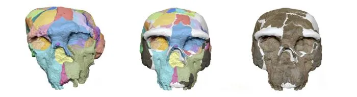 The reconstruction process of the Yunxian 2 skull