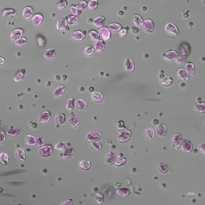 Cell death in microscope