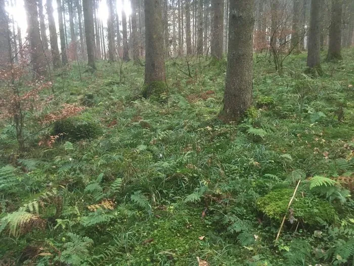 Intensively managed spruce forest in the Swabian Jura, a mountain range in Germany.