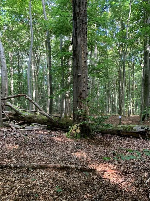 Unmanaged beech forest at Hainich National Park in Germany