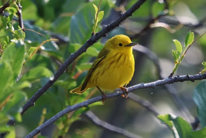 Warbler 1